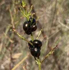 Chrysolina quadrigemina at Belconnen, ACT - 1 Nov 2023