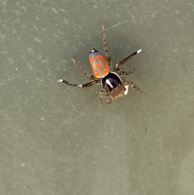 Maratus pavonis (Dunn's peacock spider) at Belconnen, ACT - 1 Nov 2023 by SteveBorkowskis