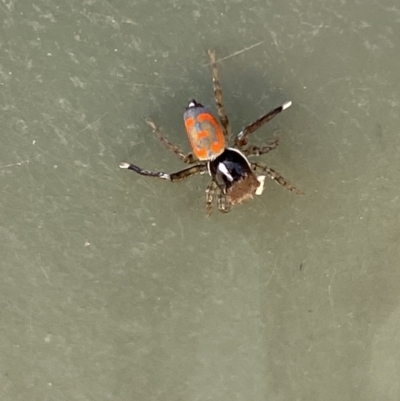 Maratus pavonis (Dunn's peacock spider) at Belconnen, ACT - 1 Nov 2023 by SteveBorkowskis