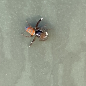 Maratus pavonis at Belconnen, ACT - 1 Nov 2023