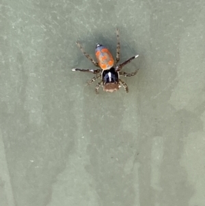 Maratus pavonis at Belconnen, ACT - 1 Nov 2023