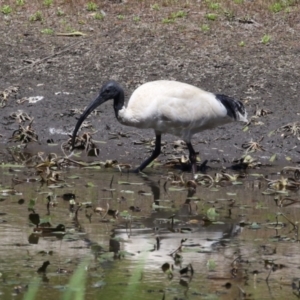 Threskiornis molucca at Booth, ACT - 31 Oct 2023