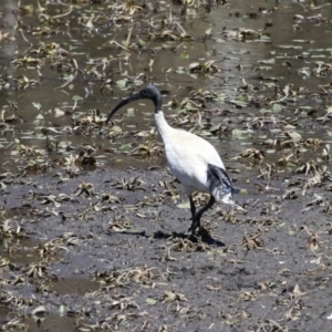 Threskiornis molucca at Booth, ACT - 31 Oct 2023