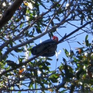 Callocephalon fimbriatum at Harolds Cross, NSW - 1 Nov 2023