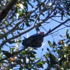 Callocephalon fimbriatum at Harolds Cross, NSW - 1 Nov 2023