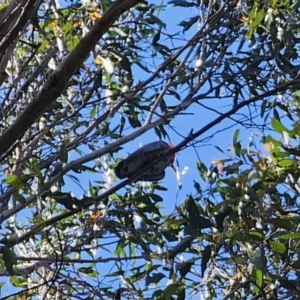 Callocephalon fimbriatum at Harolds Cross, NSW - suppressed