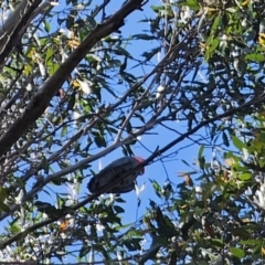 Callocephalon fimbriatum at Harolds Cross, NSW - 1 Nov 2023