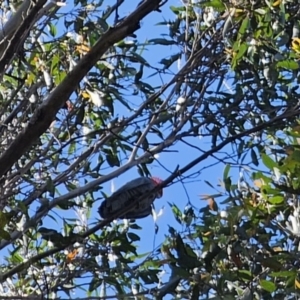 Callocephalon fimbriatum at Harolds Cross, NSW - 1 Nov 2023