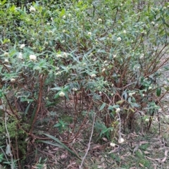 Pimelea ligustrina subsp. ligustrina (Tall Rice Flower) at Tallaganda State Forest - 1 Nov 2023 by LPadg