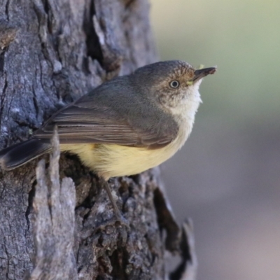 Acanthiza reguloides (Buff-rumped Thornbill) at Namadgi National Park - 31 Oct 2023 by RodDeb