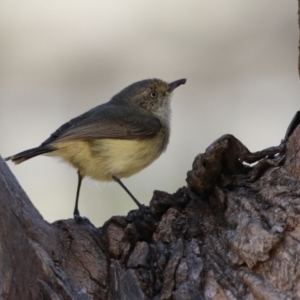 Acanthiza reguloides at Booth, ACT - 31 Oct 2023