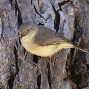 Acanthiza reguloides at Booth, ACT - 31 Oct 2023