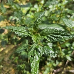 Urtica incisa (Stinging Nettle) at QPRC LGA - 1 Nov 2023 by Csteele4