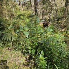 Urtica incisa at Harolds Cross, NSW - 1 Nov 2023 03:40 PM