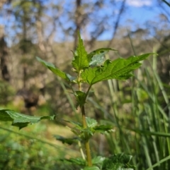 Urtica incisa at Harolds Cross, NSW - 1 Nov 2023 03:40 PM