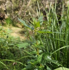 Urtica incisa at Harolds Cross, NSW - 1 Nov 2023 03:40 PM