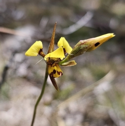Diuris sulphurea (Tiger Orchid) at Harolds Cross, NSW - 1 Nov 2023 by Csteele4