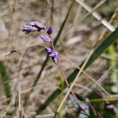 Veronica perfoliata (Digger's Speedwell) at QPRC LGA - 1 Nov 2023 by Csteele4