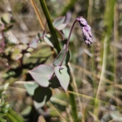 Veronica perfoliata at Harolds Cross, NSW - 1 Nov 2023