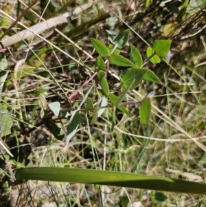 Veronica perfoliata at Harolds Cross, NSW - 1 Nov 2023