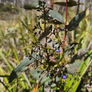 Dianella tasmanica at Harolds Cross, NSW - 1 Nov 2023