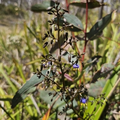 Dianella tasmanica (Tasman Flax Lily) at Tallaganda National Park - 1 Nov 2023 by Csteele4