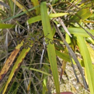 Dianella tasmanica at Harolds Cross, NSW - 1 Nov 2023