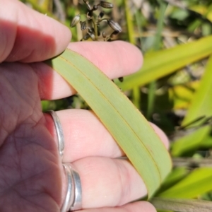 Dianella tasmanica at Harolds Cross, NSW - 1 Nov 2023