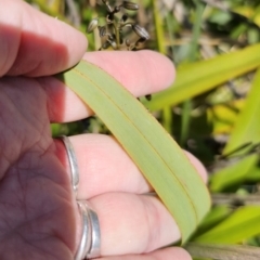 Dianella tasmanica at Harolds Cross, NSW - 1 Nov 2023