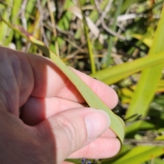 Dianella tasmanica at Harolds Cross, NSW - 1 Nov 2023