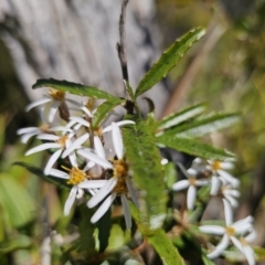Olearia erubescens (Silky Daisybush) at Harolds Cross, NSW - 1 Nov 2023 by Csteele4