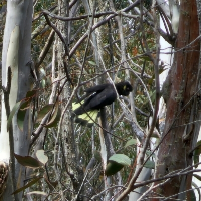 Zanda funerea (Yellow-tailed Black-Cockatoo) at Tallaganda National Park - 1 Nov 2023 by Csteele4