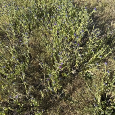 Echium plantagineum (Paterson's Curse) at Belconnen, ACT - 1 Nov 2023 by lbradley