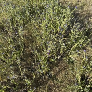 Echium plantagineum at Belconnen, ACT - 1 Nov 2023