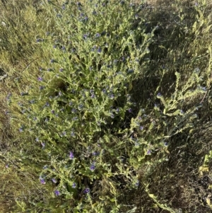 Echium plantagineum at Yarralumla, ACT - 1 Nov 2023