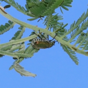 Diphucephala elegans at Booth, ACT - 31 Oct 2023