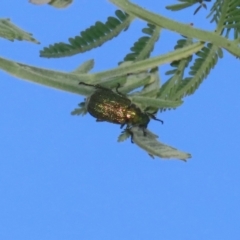 Diphucephala sp. (genus) at Booth, ACT - 31 Oct 2023 02:00 PM