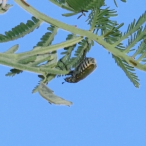 Diphucephala sp. (genus) at Booth, ACT - 31 Oct 2023 02:00 PM