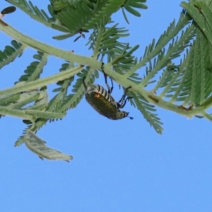 Diphucephala elegans at Booth, ACT - 31 Oct 2023