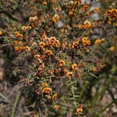 Daviesia ulicifolia (Gorse Bitter-pea) at Tallaganda State Forest - 1 Nov 2023 by Csteele4