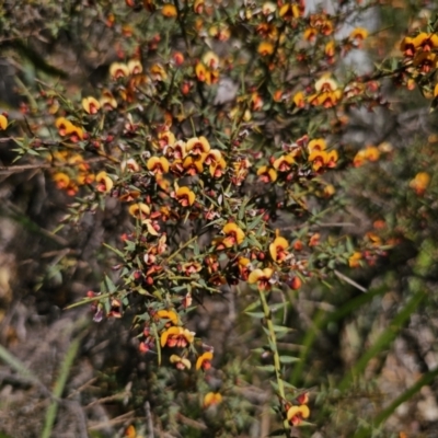 Daviesia ulicifolia (Gorse Bitter-pea) at Tallaganda State Forest - 1 Nov 2023 by Csteele4