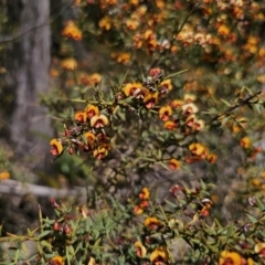 Daviesia ulicifolia at Harolds Cross, NSW - 1 Nov 2023