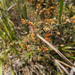 Daviesia ulicifolia at Harolds Cross, NSW - 1 Nov 2023 01:52 PM