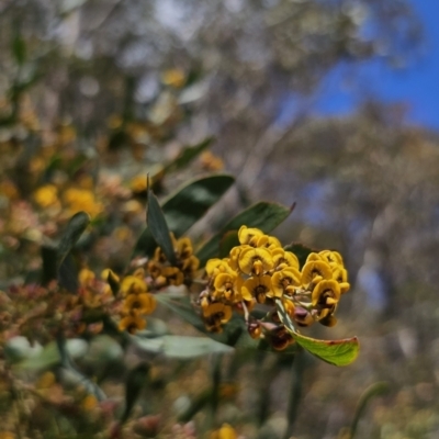 Daviesia suaveolens at Harolds Cross, NSW - 1 Nov 2023 by Csteele4