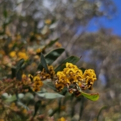 Daviesia suaveolens at Harolds Cross, NSW - 1 Nov 2023 by Csteele4