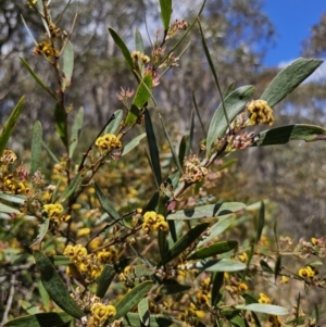 Daviesia suaveolens at Harolds Cross, NSW - 1 Nov 2023