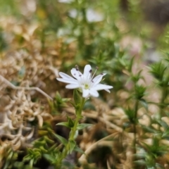 Stellaria pungens (Prickly Starwort) at QPRC LGA - 1 Nov 2023 by Csteele4