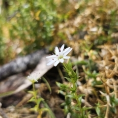 Stellaria pungens at Harolds Cross, NSW - 1 Nov 2023 01:51 PM