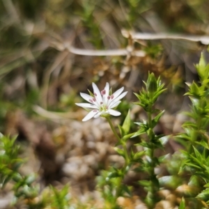 Stellaria pungens at Harolds Cross, NSW - 1 Nov 2023 01:51 PM