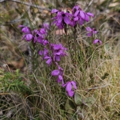 Tetratheca bauerifolia (Heath Pink-bells) at QPRC LGA - 1 Nov 2023 by Csteele4